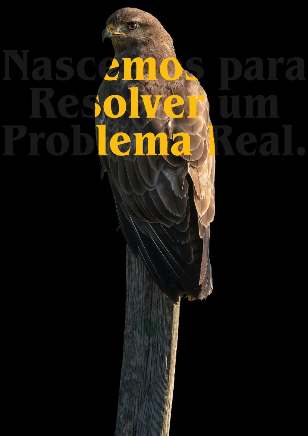 Ilustração de pássaro representando o início do Noticiato